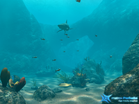reef demo P512 FAAx16 b
