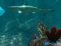 reef demo P512 FAAx16 e