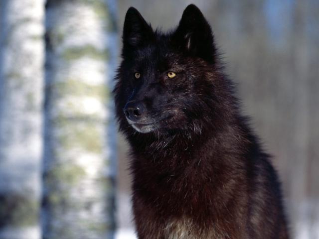 Green Dire wolf