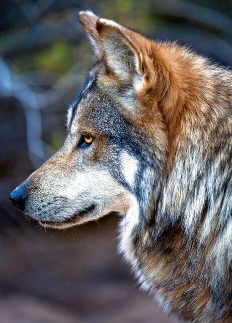 Icewolf 640