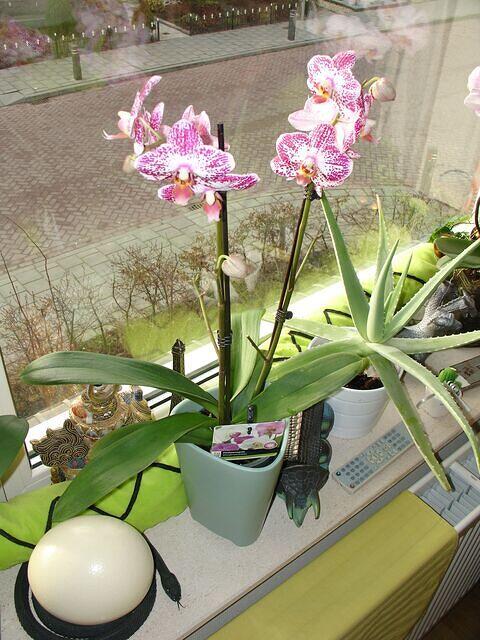 Dark Pink Orchid