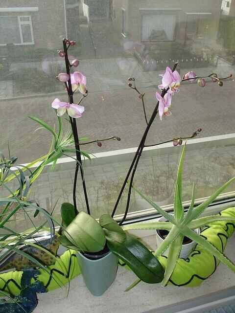 Pink Orchid