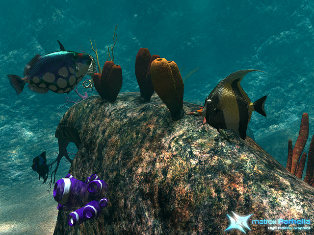 reef demo P512 FAAx16 d