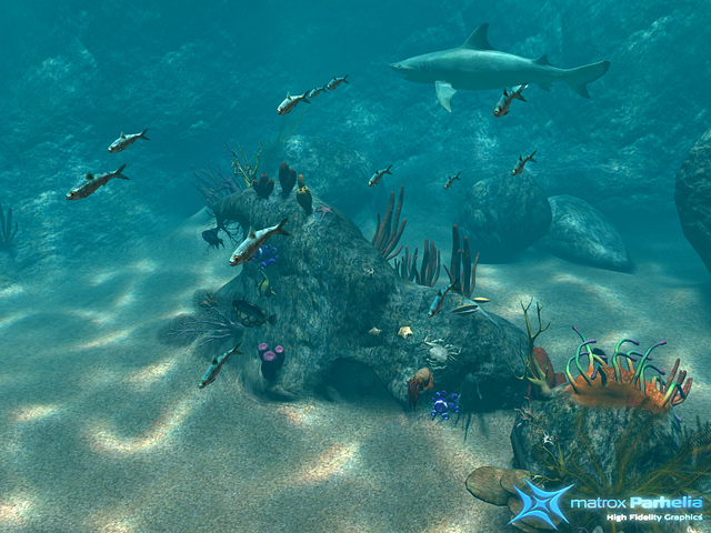 Sardines , sharks and tropical fish