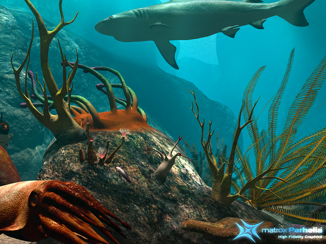 The shark roams the reef