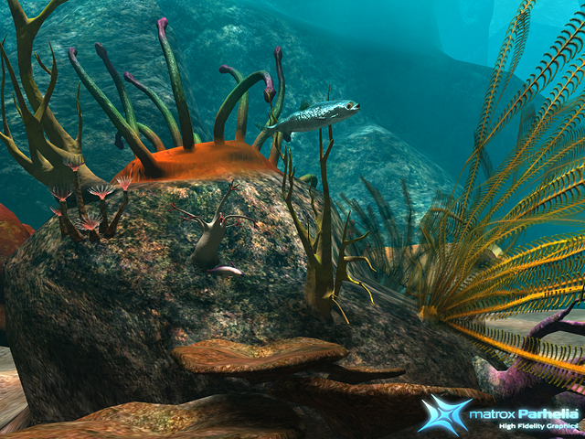 colourful reef plant life and tiny fish