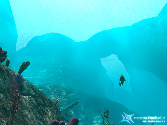 shark prepares to attack this fish