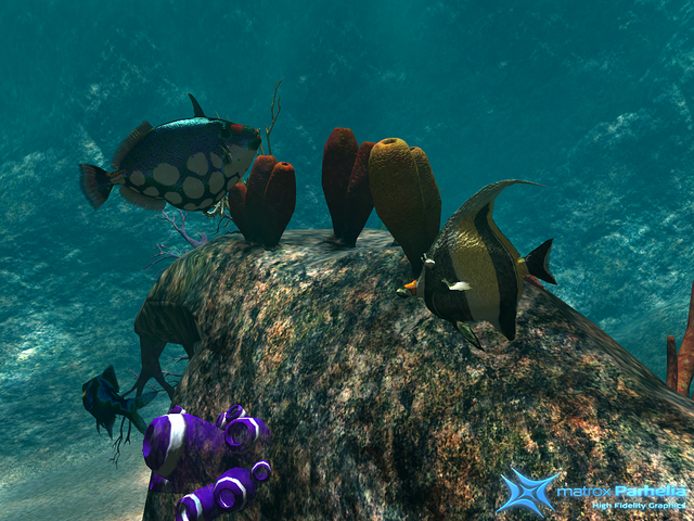 the nicest fish of the reef